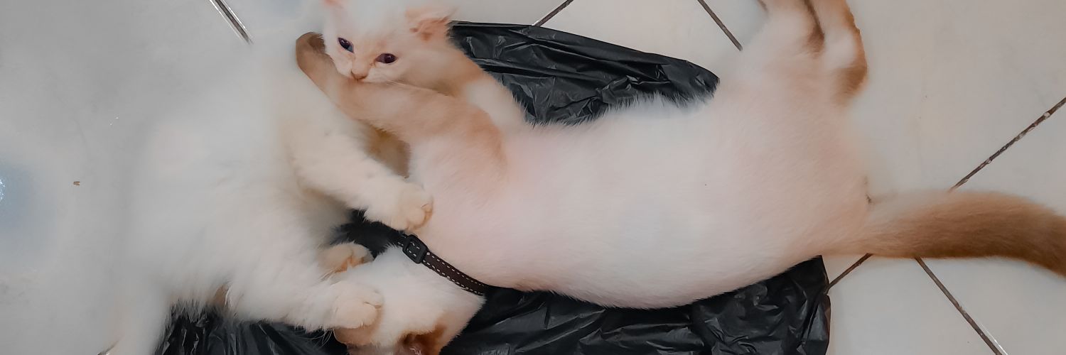 cilkid_'s profile banner image