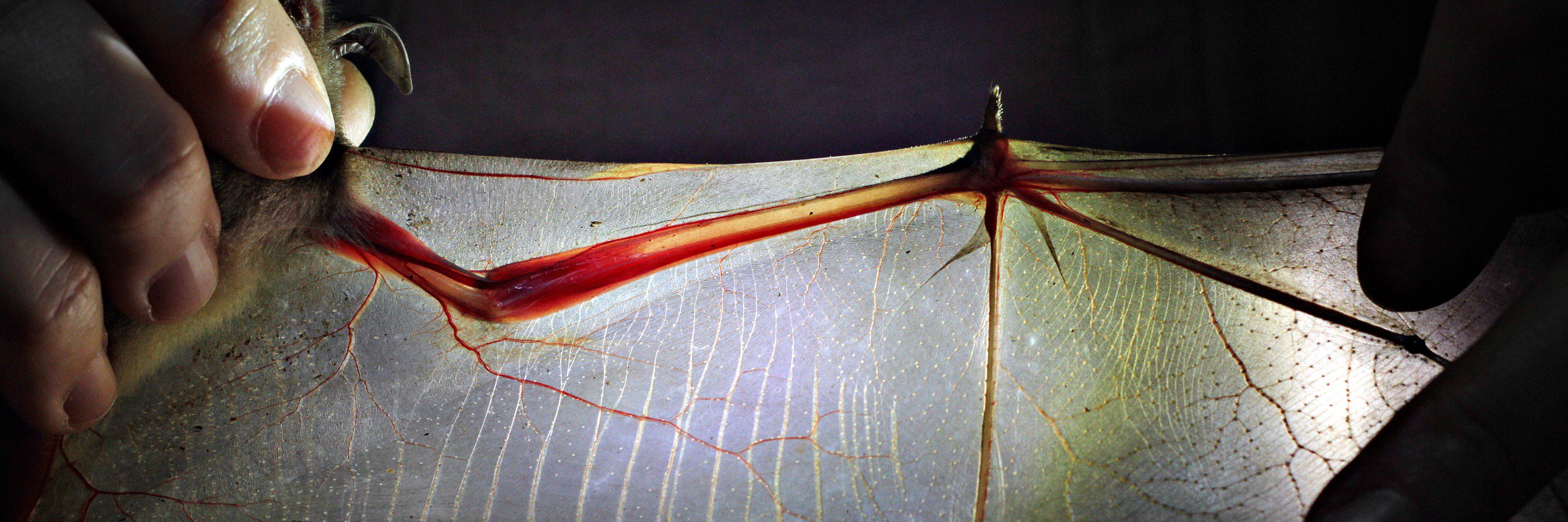 Andrea Rummel, Ph.D. banner