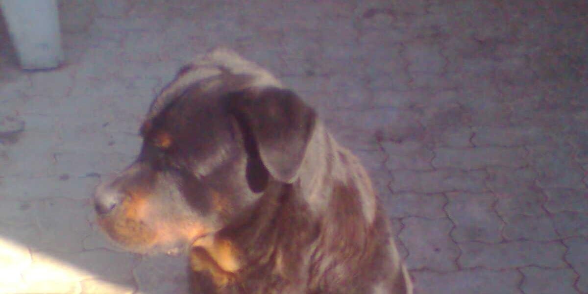 fjoao95's profile banner image