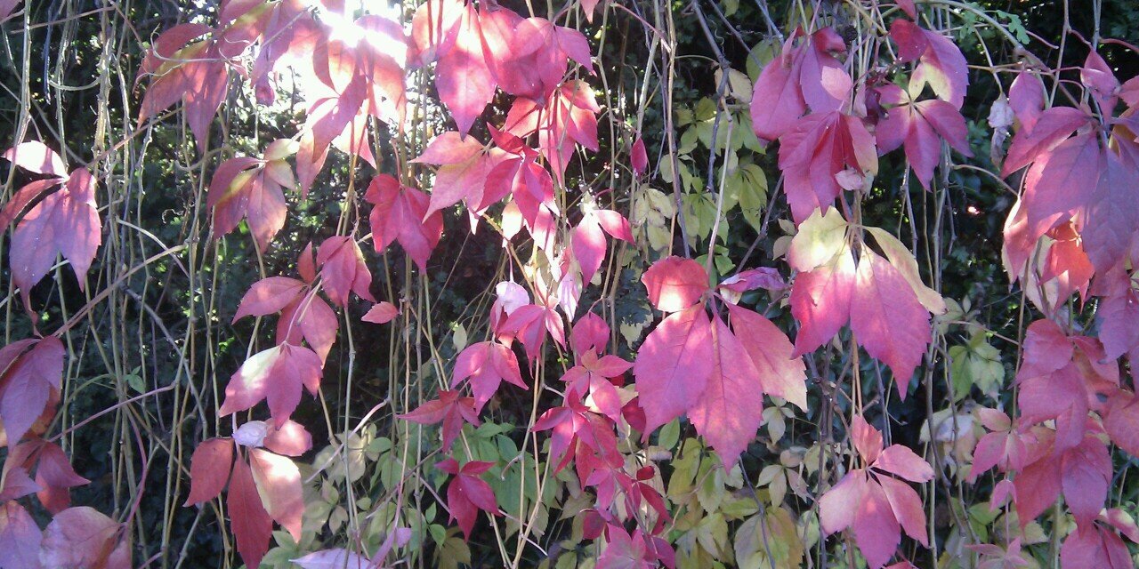 Paula Slaymaker banner