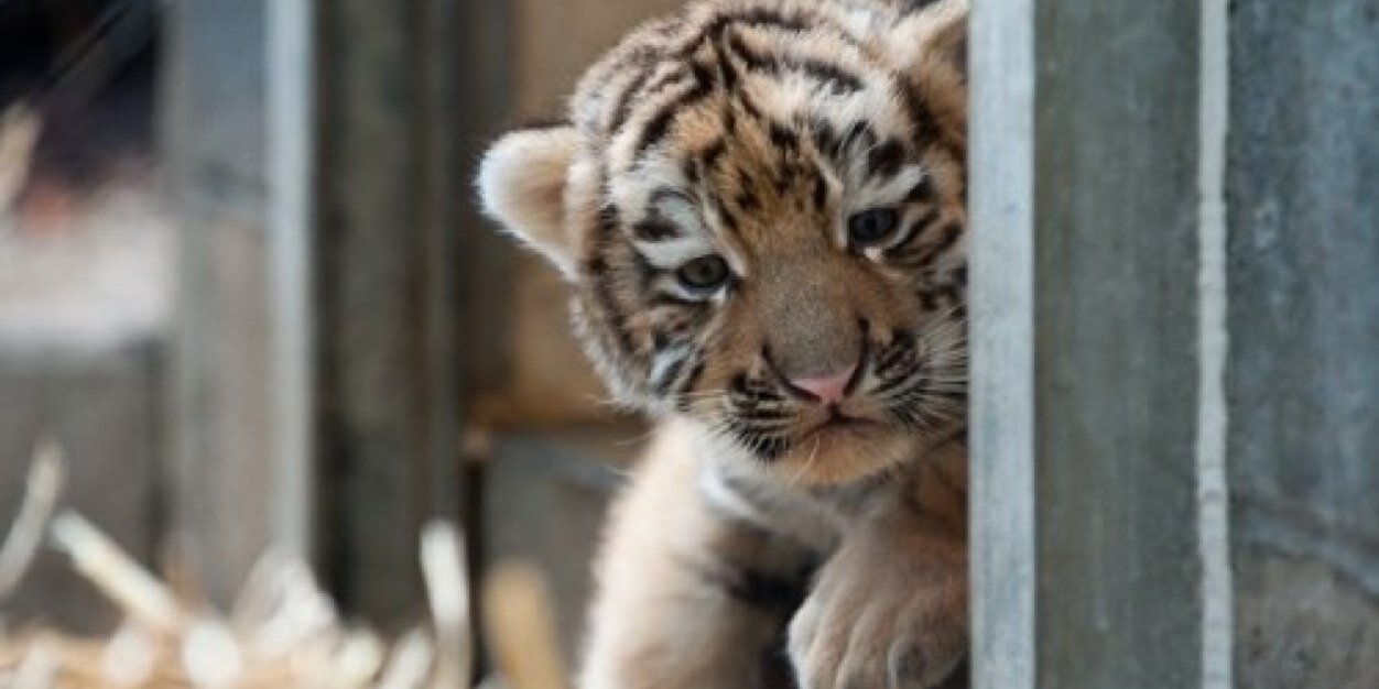 Tigerswagg77's profile banner image