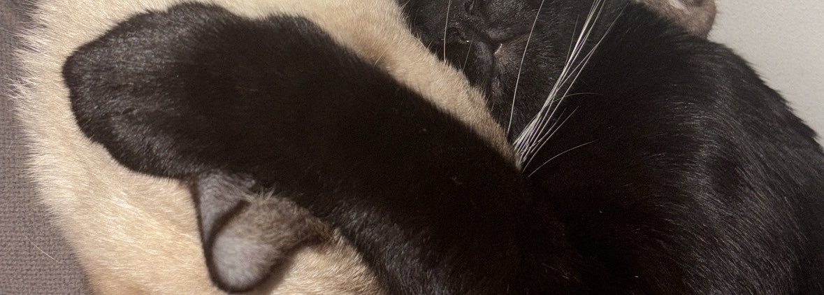 euthaiza_'s profile banner image