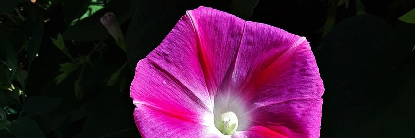 🐦 📷 ✒️ April A. Severin banner