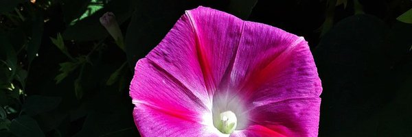 AprilAnne2014 Profile Banner