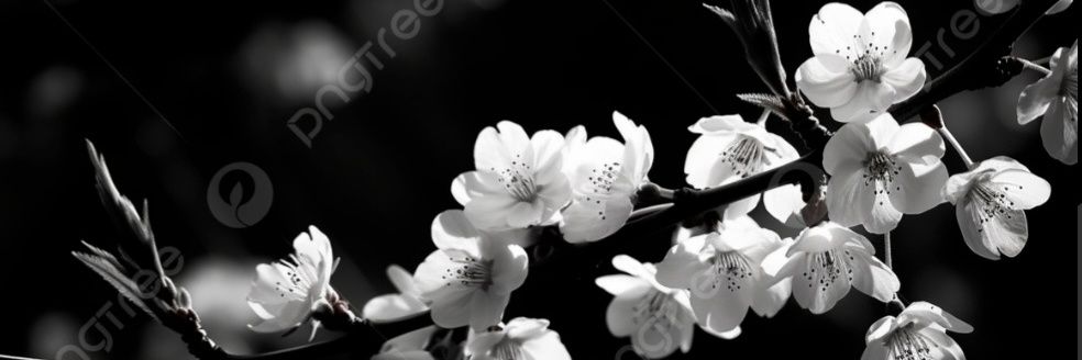 Lía banner