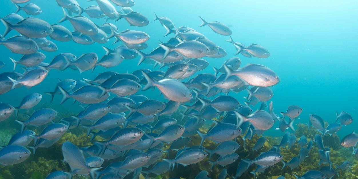 Sea Around Us | Bluesky: @seaaroundus.org's banner
