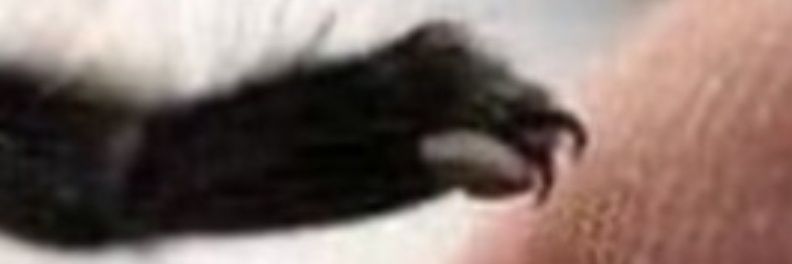 SignedSignified's profile banner image
