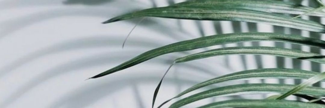 vanianeves11's profile banner image