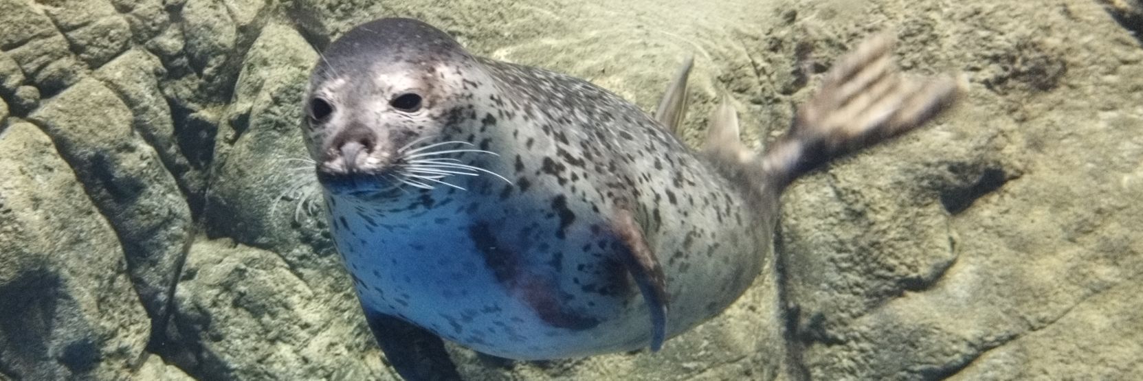 Signature🍵 banner