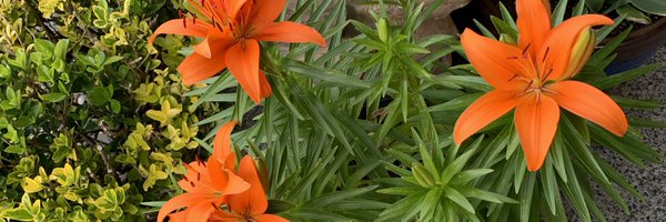 Blrossi67 Profile Banner