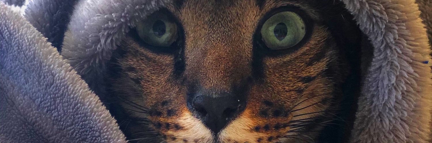 SiobhanFrancV's profile banner image