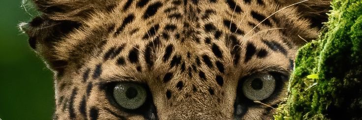 fernanda banner