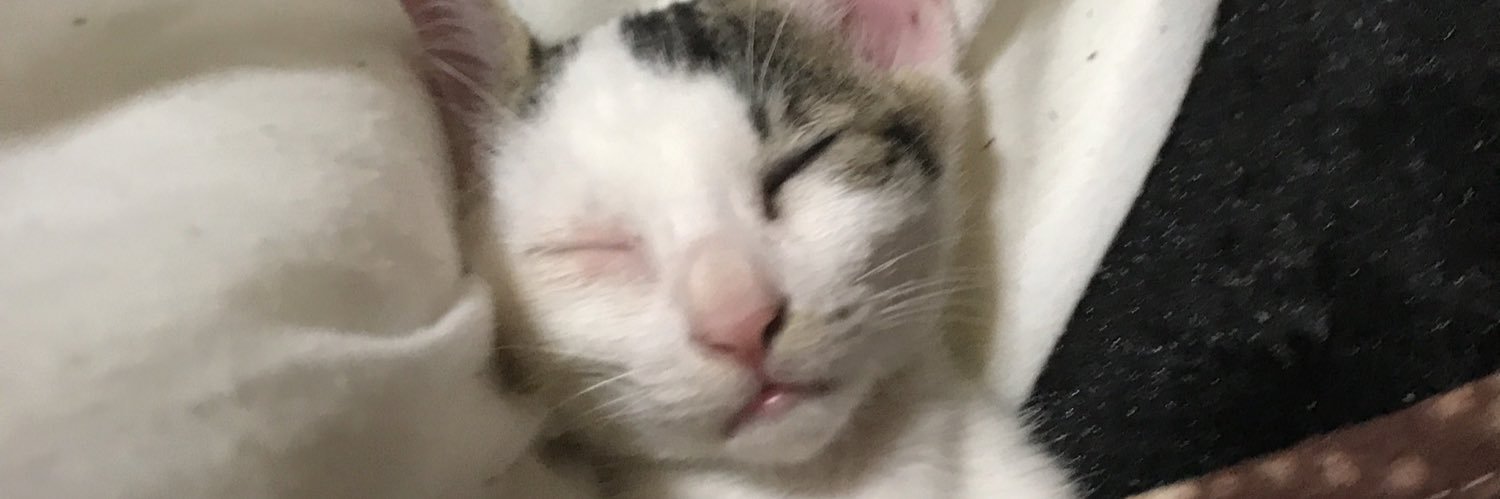 mamepupuson's profile banner image
