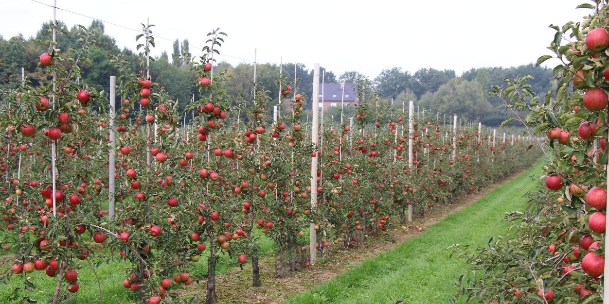infoGlabbeek's profile banner image