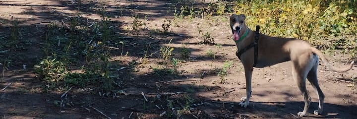 Huevoooo's profile banner image