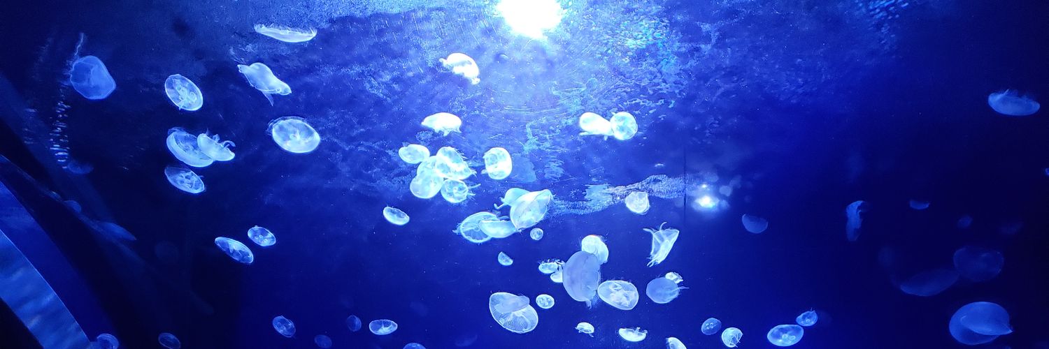 ねこ（北のほう） banner