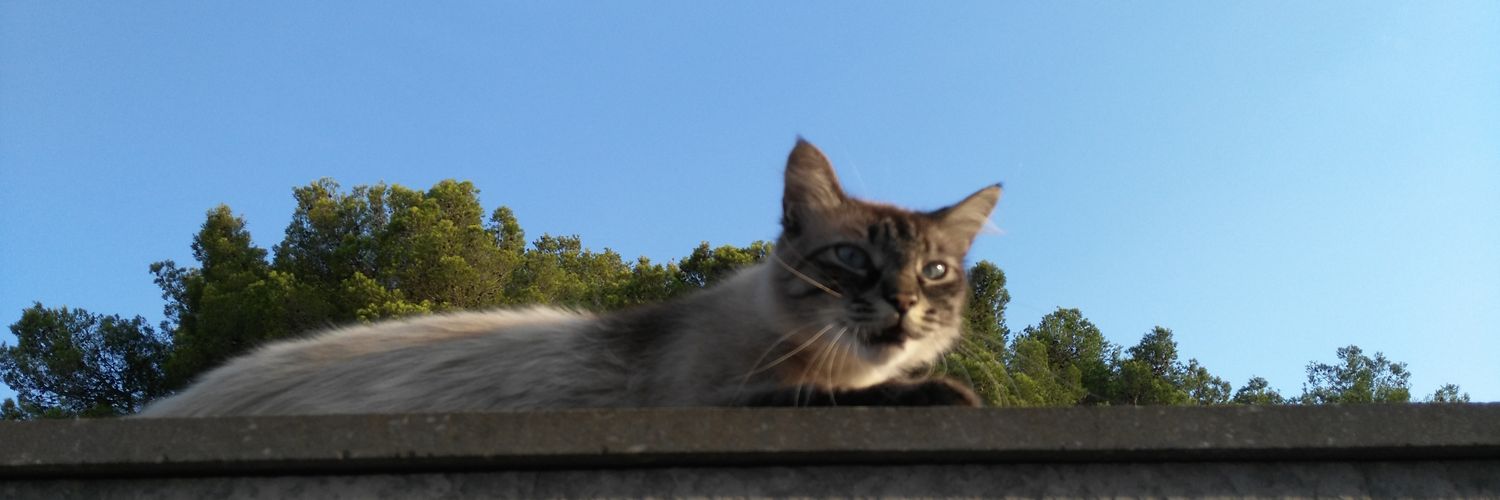 laysalii's profile banner image