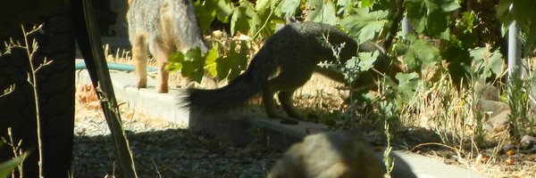 llnelson41 Profile Banner
