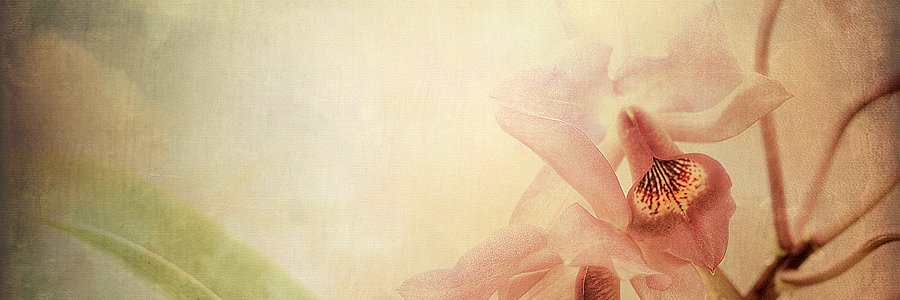 dougbraz1's profile banner image