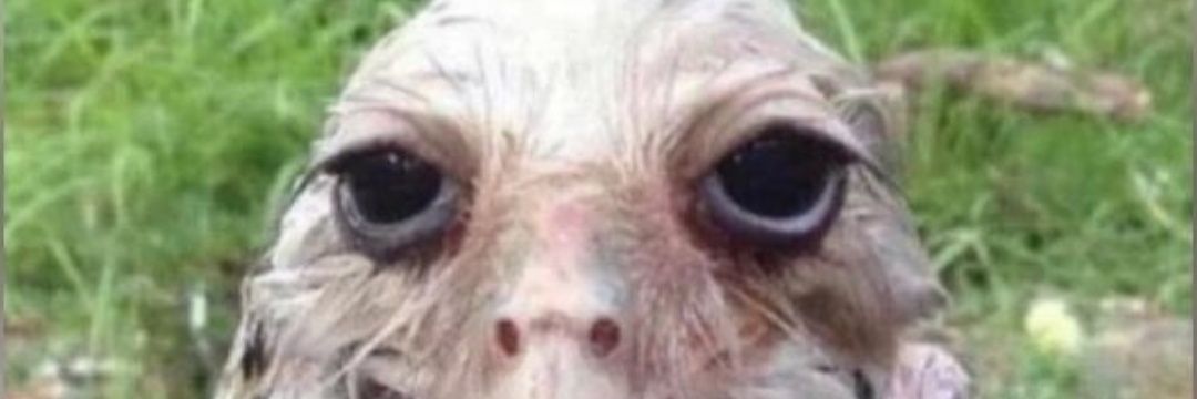 Silk🎀☠️ banner