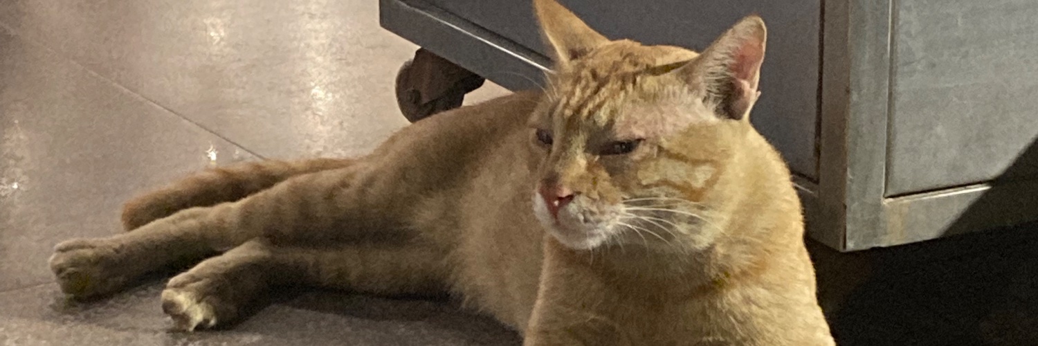 Misimi Kakoti (she/her) banner