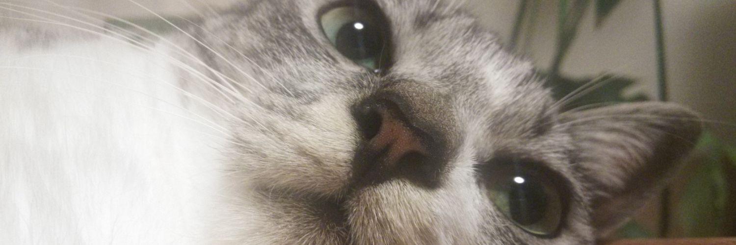 pukupoco's profile banner image