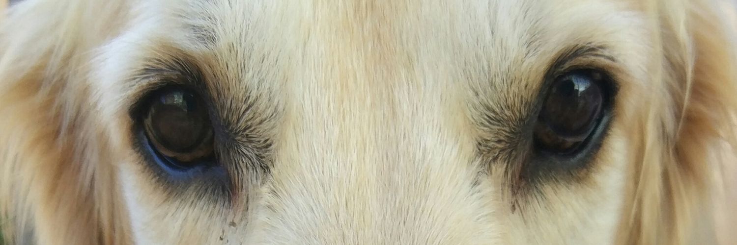 Bastus Conill banner