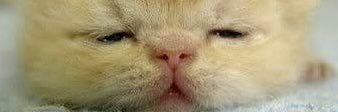 nonbiricat's profile banner image