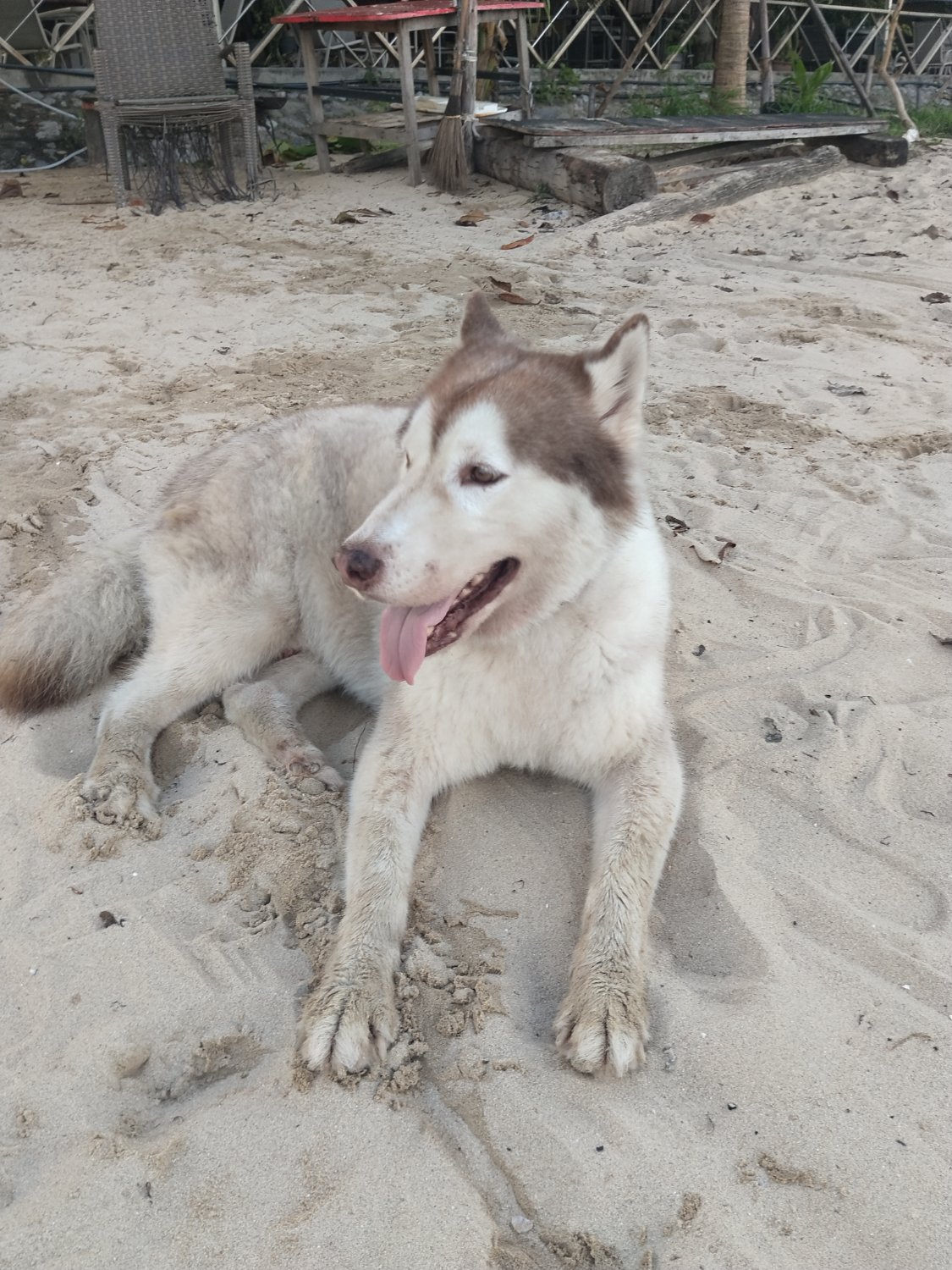 ToffeeTheHusky's profile banner image