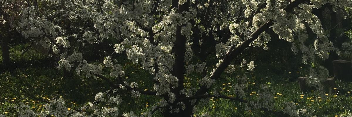 Dr Sasha Kosanic banner