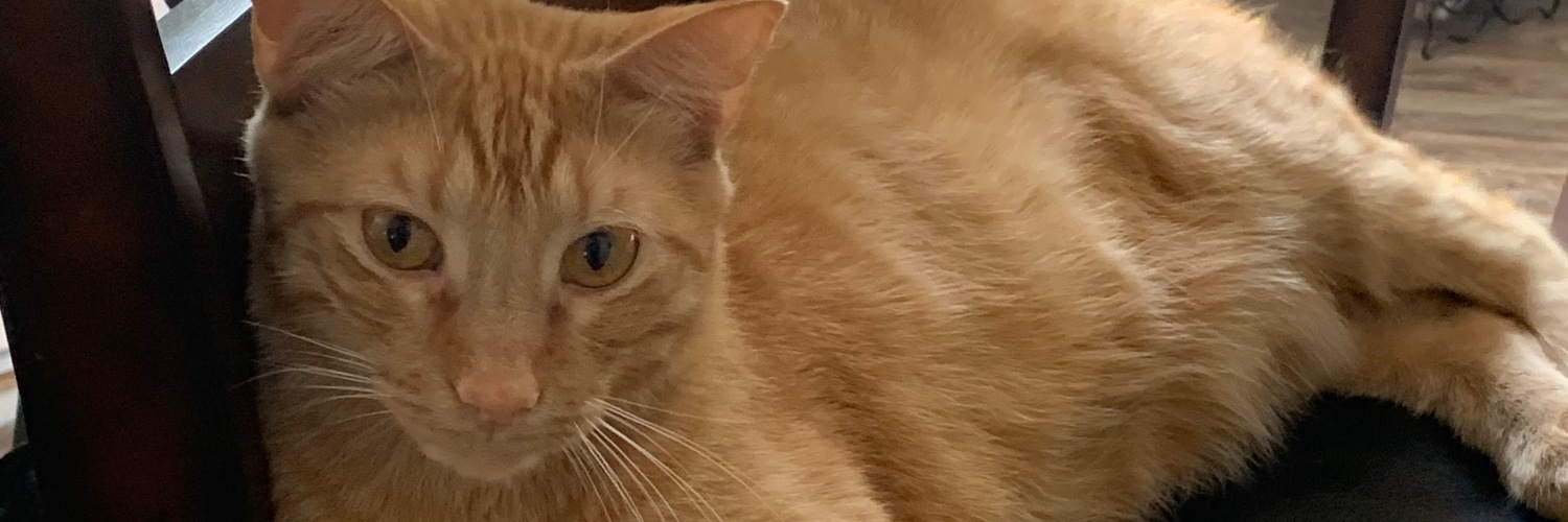 datShelbyFaye's profile banner image