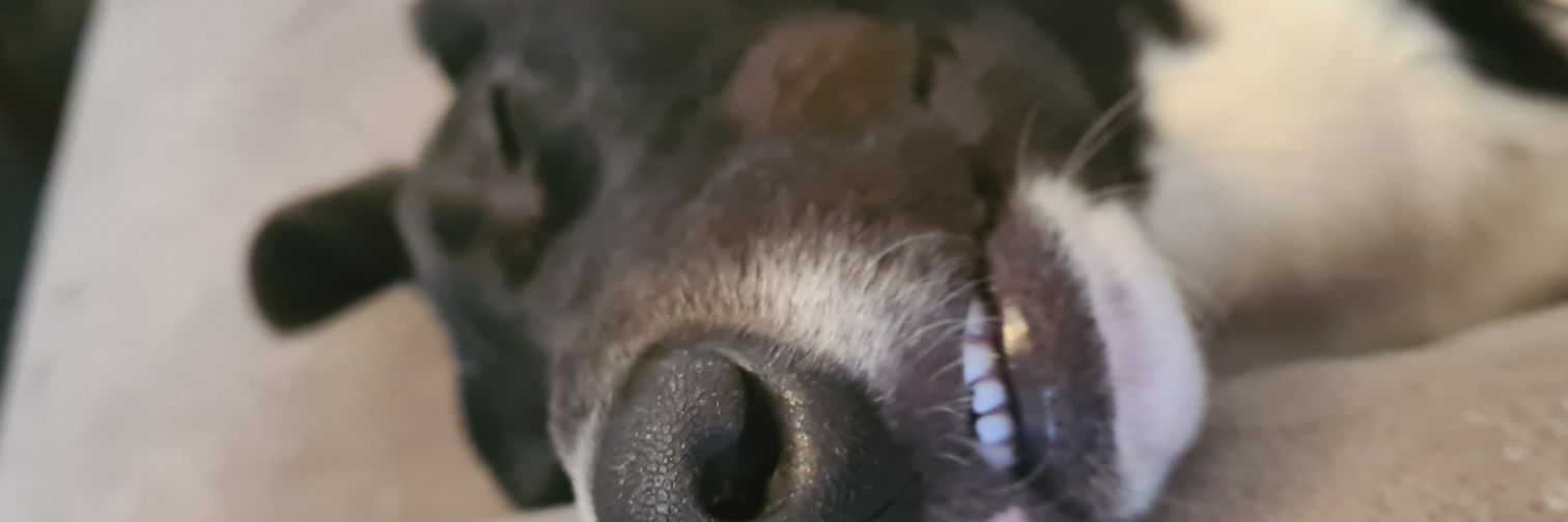 ShannonBaird98's profile banner image