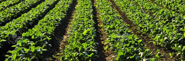 4u5t0 Profile Banner