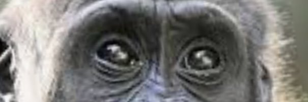 1uffy999's profile banner image