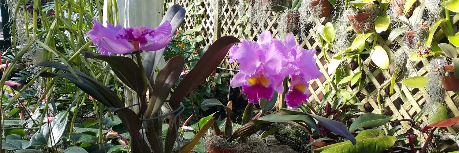 Berenice Martínez banner