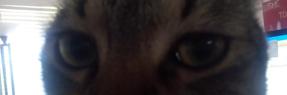 The Fucking Cat banner
