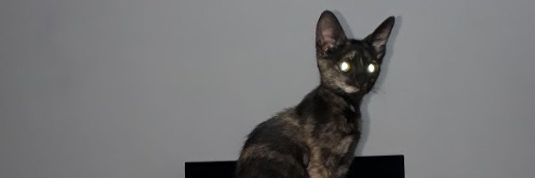 Fedevd's profile banner image