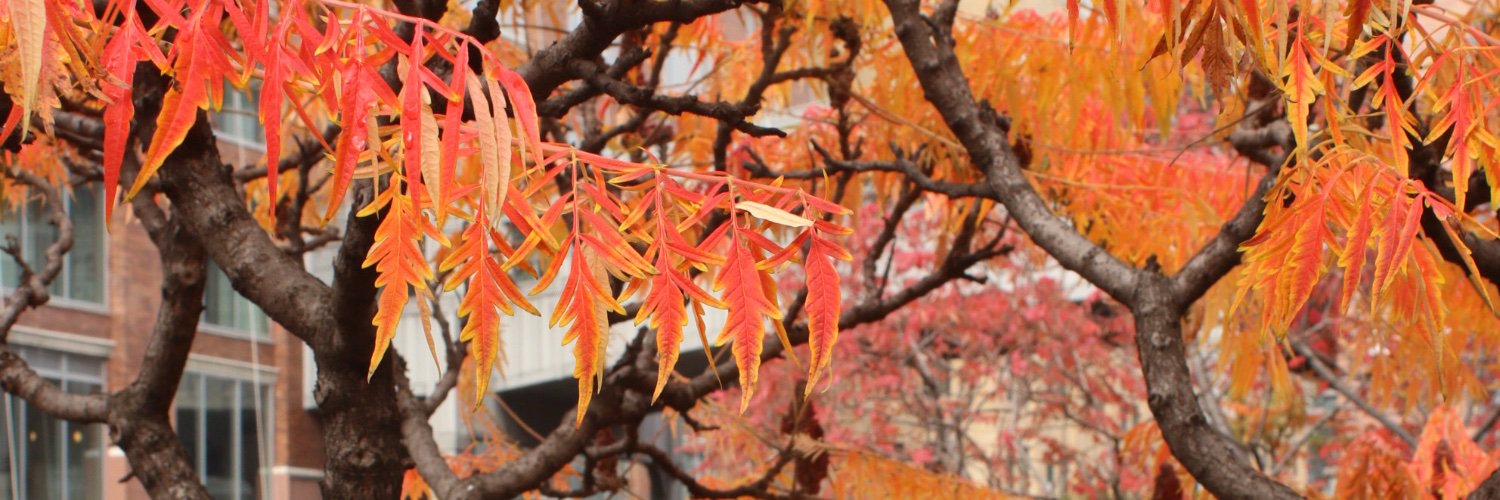 Michael Jack Brabham banner