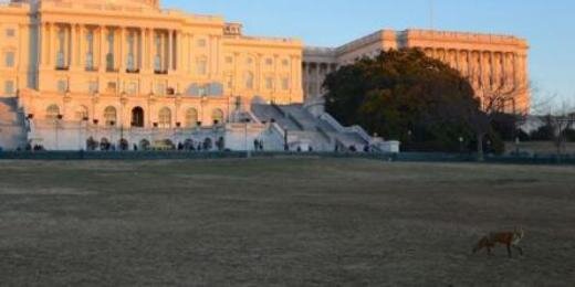 CapitolHillFox's profile banner image