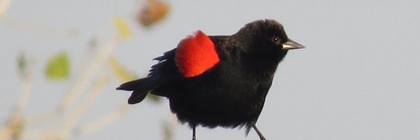 marcalmor Profile Banner