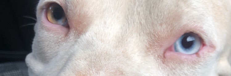 julia_cofferri's profile banner image