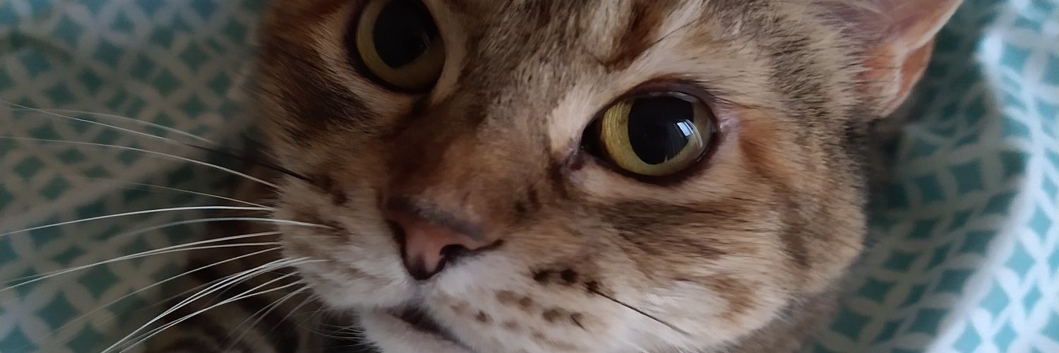 lannalemon's profile banner image