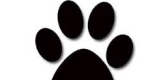 WAGSLIVERPOOL's profile banner image