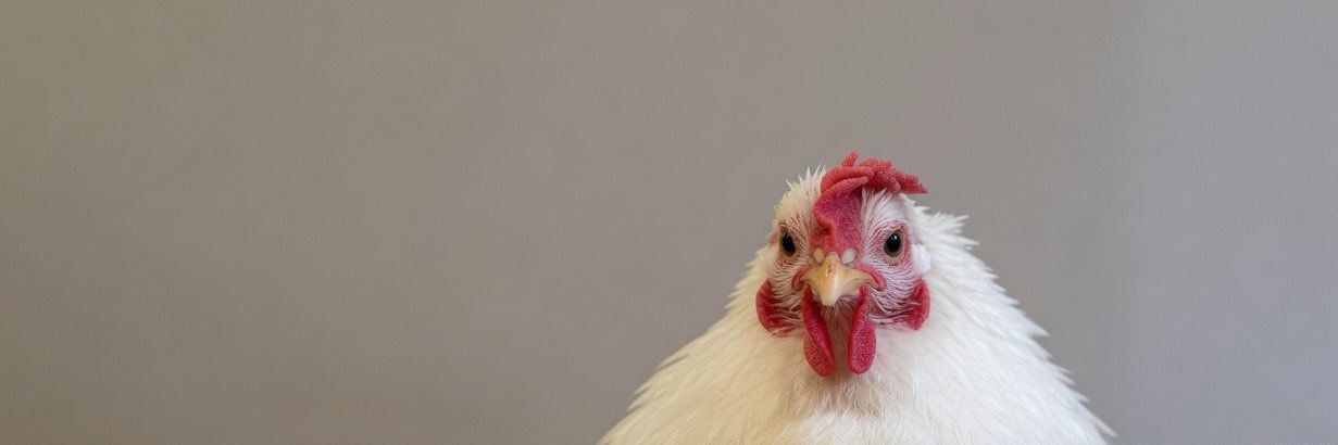 🫪нжти 37339 маскпидор 4220 7895 banner