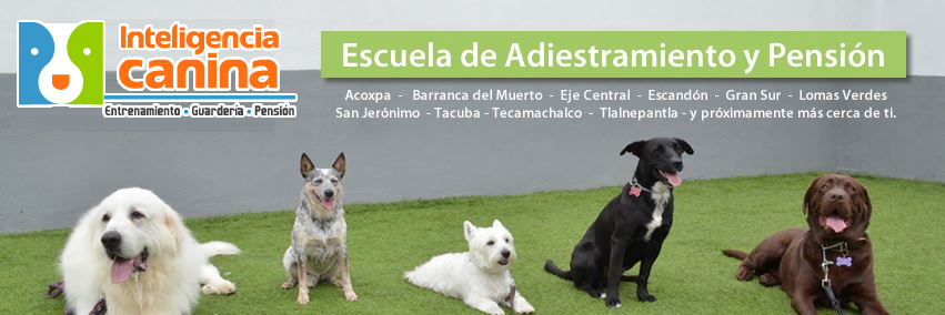 Inteligencia Canina banner