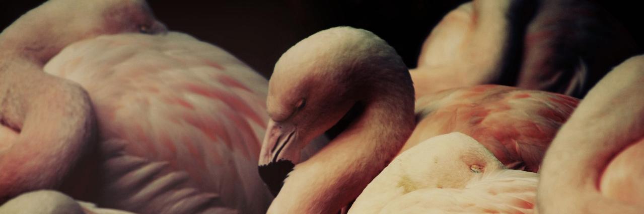 Andrew Batista banner