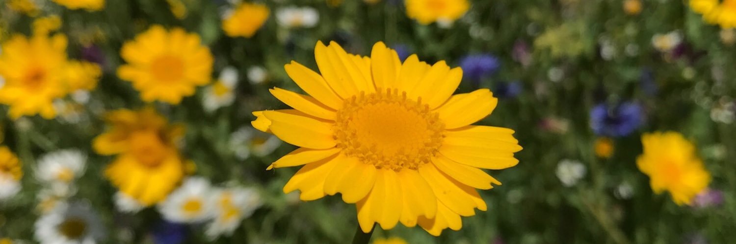 l_springtime's profile banner image