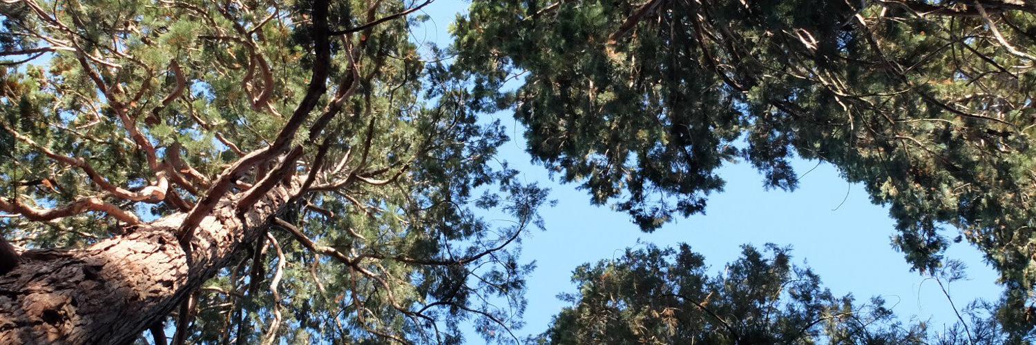 BelasseneM's profile banner image