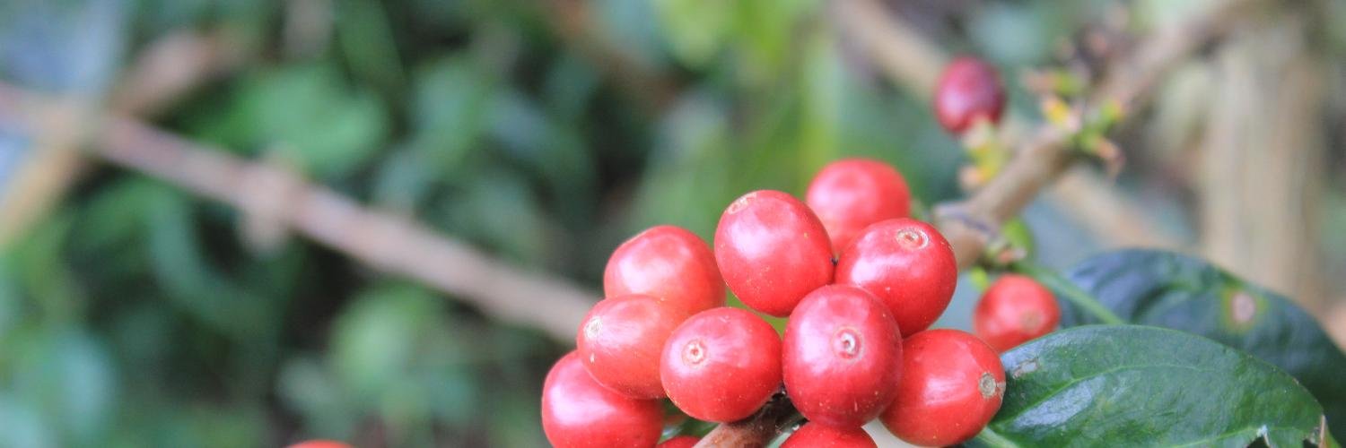 Corvus Coffee banner