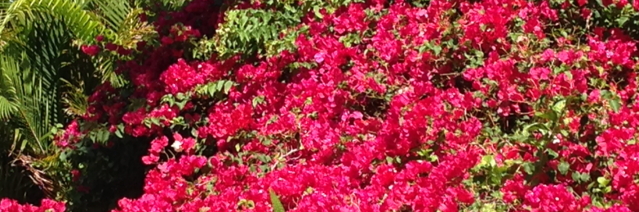 Pamelaflischel's profile banner image